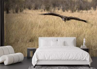 vultures in flight Wall mural