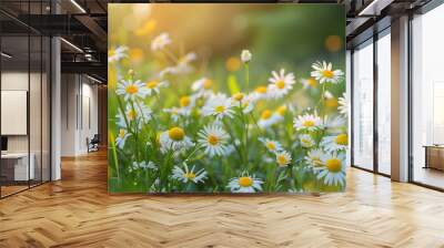  Summer floral nature background panorama with blooming yellow and white marguerites in the grass on a bright sunny day, daisies in the meadow Wall mural