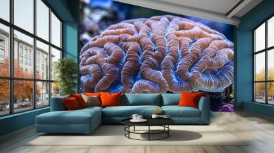 Brain coral, a type of coral that resembles a human brain. Wall mural