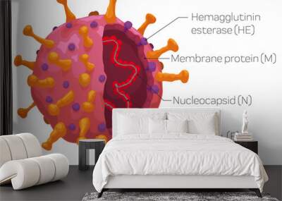 Infographic Depicting the External and Internal Coronavirus Structure, Vector Illustration Wall mural