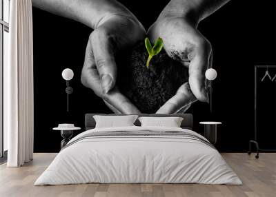 care about small delicate life of sprout Wall mural