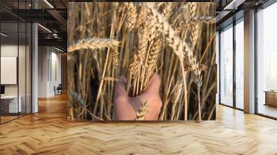 hand plucks ripe ears of wheat Wall mural