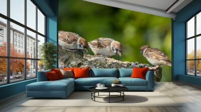 Bird, sparrow and eating in tree for ecology, sustainability and feeding in natural habitat. Garden, seed and outdoor yard branch for protection, migration and watching in environment in wilderness Wall mural