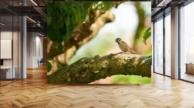 Bird, sparrow and outdoor on tree in habitat, relax and nature ecosystem for animal in jungle. Travel, woods and calm countryside in wilderness, sustainable environment and branch for forest harmony Wall mural