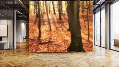 Forest, autumn or trees with leaves in foliage for season, change or wilderness in nature. Empty, woods or branches with outdoor sunshine of natural scenery or eco friendly environment in countryside Wall mural