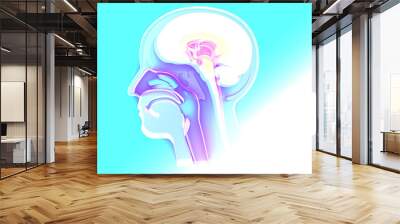 3D illustration of the interior of the human head anatomy. Transparent glass, inside the nose and nostrils. ENT. Wall mural