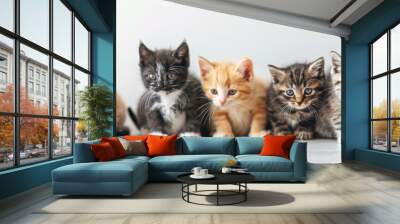 many cute different funny fluffy kittens on a light background banner Wall mural