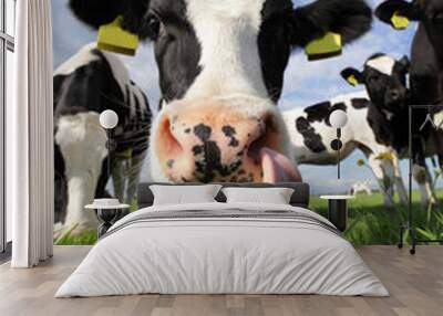 curious cow Wall mural