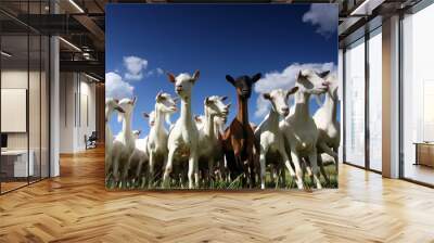 herd of goats Wall mural