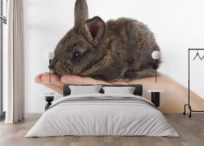 gray rabbit in hand, isolated on white Wall mural