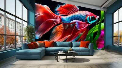 Fish with a flower tail and fins. Colorful flower fighting betta fish isolated on black. Amazing exotic flower tropical fish, Wall mural