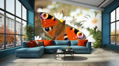 colored butterfly (Aglais io) on a white flower Wall mural