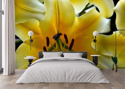 Close up of yellow summer lily Wall mural