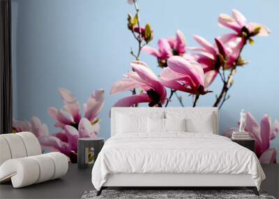 Image of flowers, a beautiful pink magnolia blooms in spring park Wall mural