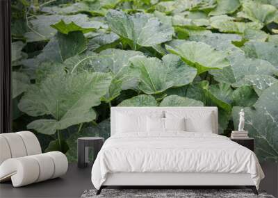 Low angle and close up shot of green pumpkin leaves in a garden, showcasing the lush foliage and vibrant green color. The leaves create a beautiful, natural pattern background. Wall mural