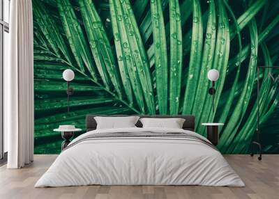 rain droplets on green tropical palm leaf, purity nature background Wall mural