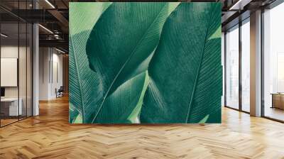 tropical palm leaf, green nature background Wall mural