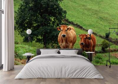 two cows walking in the meadow Wall mural