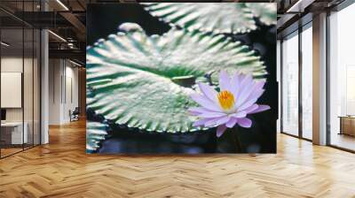 A gorgeous baby pink flower and lily pad in Thailand shot with shallow depth of field Wall mural