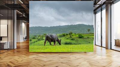 Domestic Buffalo grazing at hill which fully covered by lush green grass and hills at background and monsoon cloudy rainy weather. Wall mural