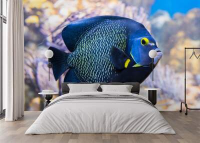 King angelfish Holacanthus passer , also known as the passer angelfish. Wall mural