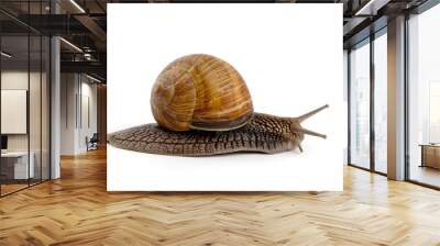 snail isolated Wall mural