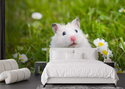 white hamster Wall mural