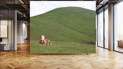 A cow lying on a green meadow. Cow isolated. Domestic animals. Mountain animals. Nature wallpaper.  Wall mural