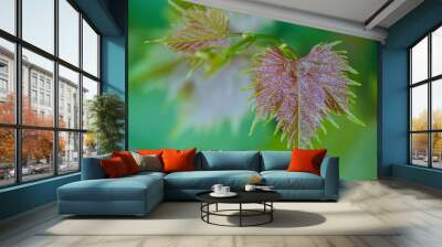 Grape fresh leaf closeup Wall mural