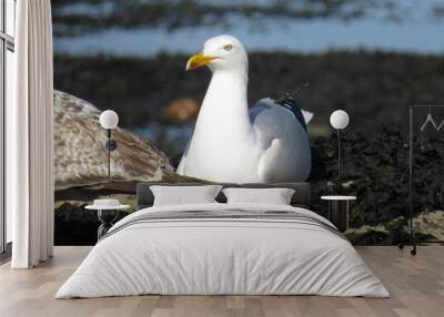 Herring Gull (Larus argentatus) on the British coast Wall mural