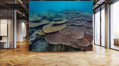 Massive expanse of table coral on a remote tropical coral reef Wall mural