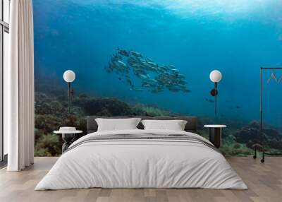 School of Jack Fish swim in blue waters above coral reef Wall mural