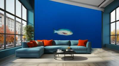 Snapper fish swims through clear blue waters on a tropical coral reef Wall mural