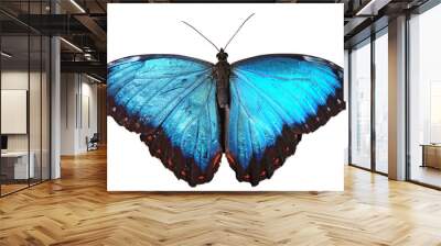 A bright blue butterfly isolated on a white background (png) Wall mural