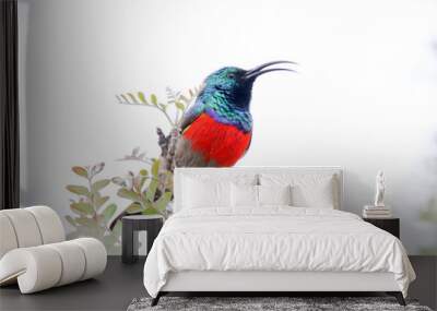 Addo Elephant National Park: Greater double-collared sunbird calling from tree top Wall mural