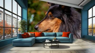 Amerikanischer Langhaar Collie Lassie Wall mural