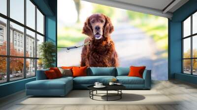 A beautiful Irish Red Setter out for a walk Wall mural