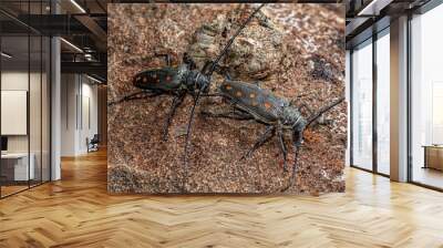 Batocera frenchi, a large longicorn beetle with spectacular orange markings Wall mural