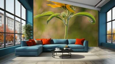 blooming yellow wildflower Wall mural