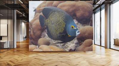 French Angelfish Wall mural