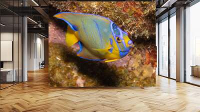 Juvenile Queen Angelfish in Transition Phase on Caribbean Coral Reef Wall mural