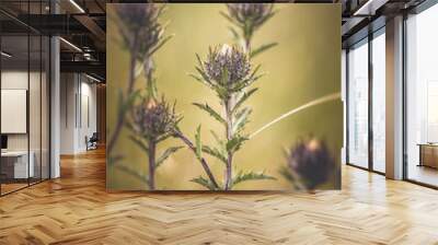 Distel - Knospen in einer Makroaufnahme Wall mural