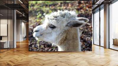 Close-up of white alpaca's face Wall mural