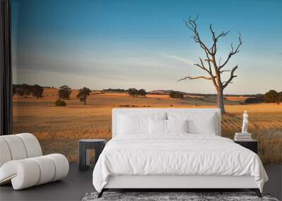 Dead tree in harvested wheat field at sunset with golden light Wall mural