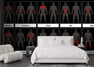 muscle chart - male body, frontal and back view with highlighted red muscle parts - isolated vector  Wall mural