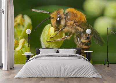 Ivy bee (Colletes hederae) on ivy flowers (Hedera helix) Wall mural