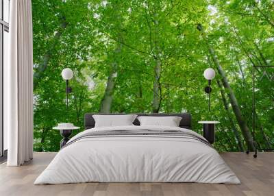 green forest Wall mural