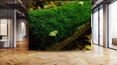 moss on the tree Wall mural