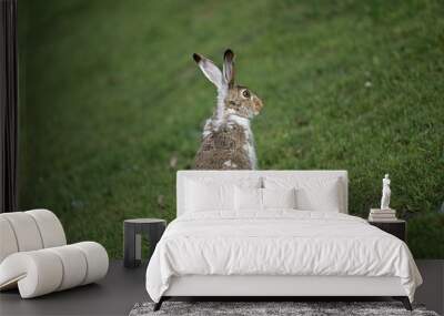 rabbit in the field Wall mural