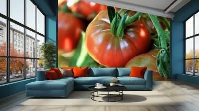 Ripe beefsteak tomatoes on the plant Wall mural